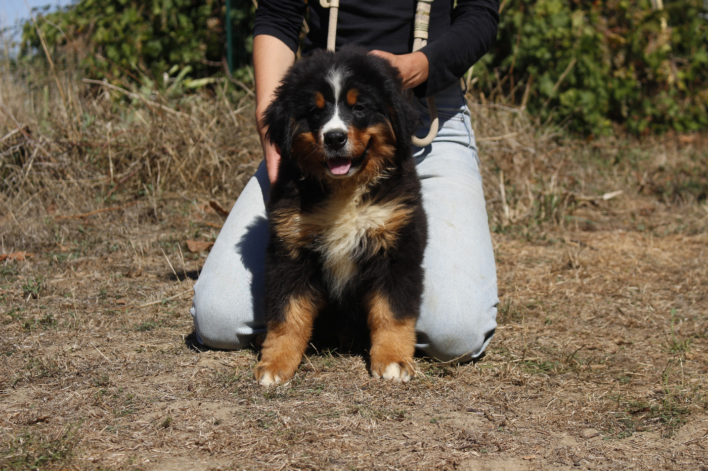 de la Vallée de l'Hyrome - Chiots disponibles - Bouvier Bernois