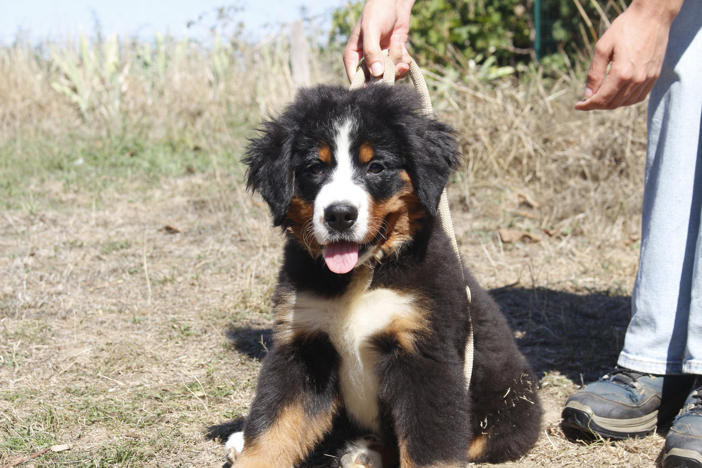de la Vallée de l'Hyrome - Chiots disponibles - Bouvier Bernois