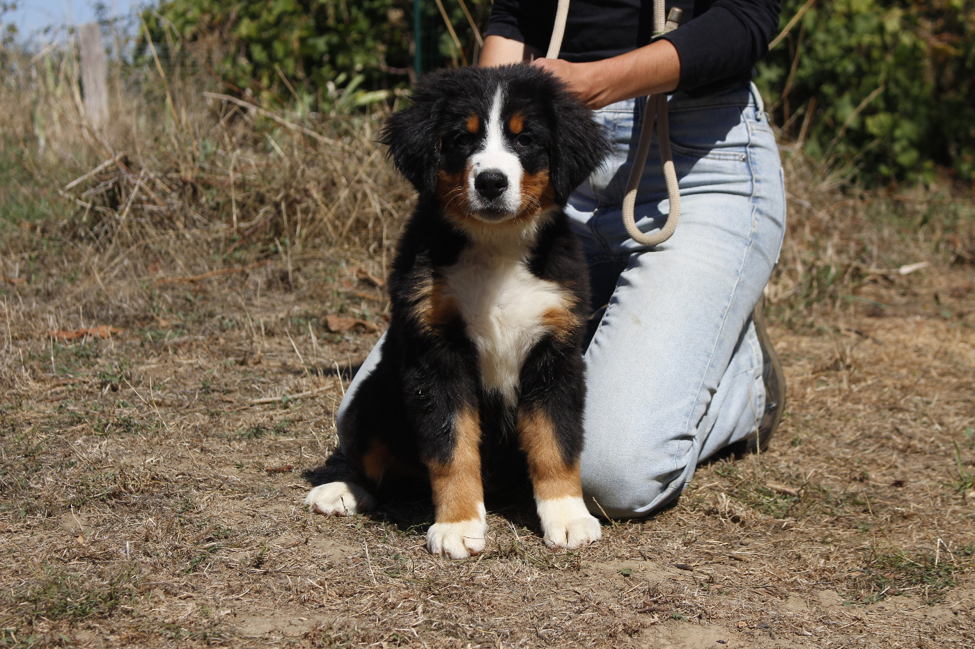 de la Vallée de l'Hyrome - Chiots disponibles - Bouvier Bernois