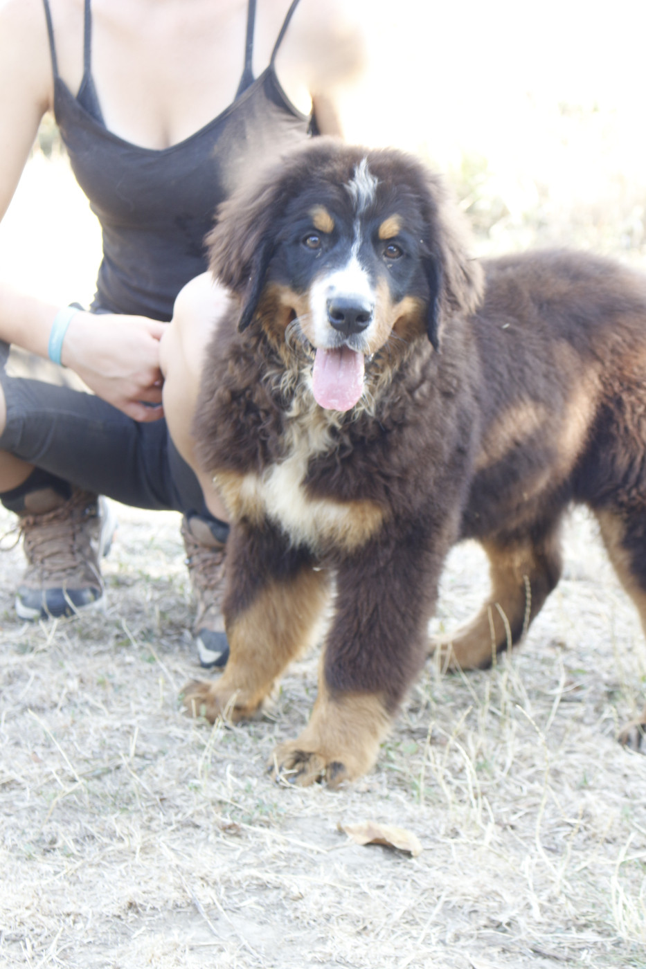 de la Vallée de l'Hyrome - Chiots disponibles - Bouvier Bernois