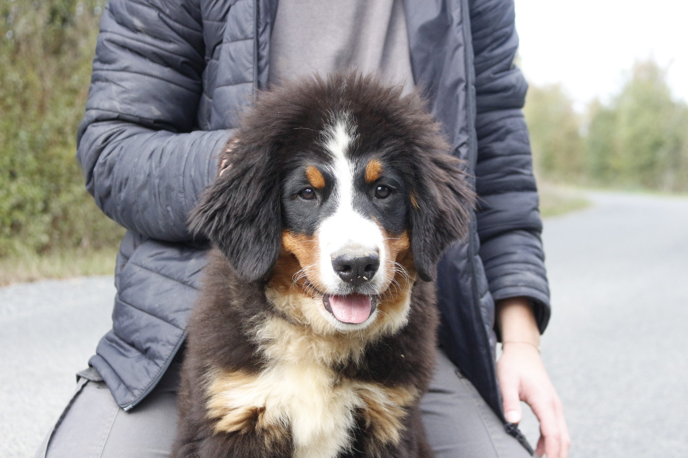 de la Vallée de l'Hyrome - Chiots disponibles - Bouvier Bernois