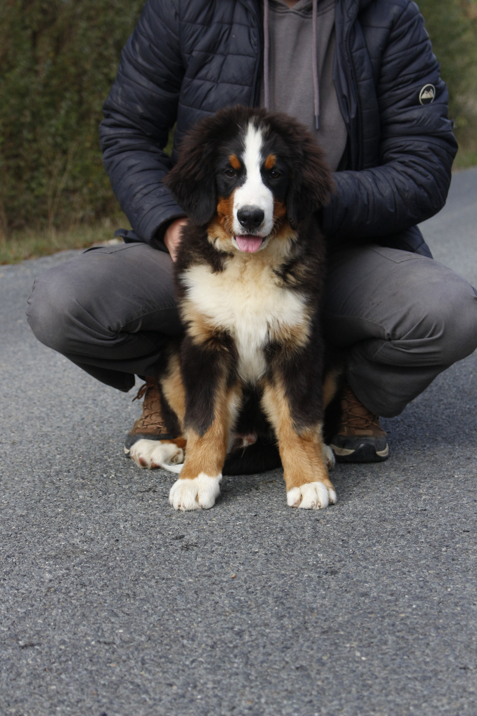 de la Vallée de l'Hyrome - Chiots disponibles - Bouvier Bernois
