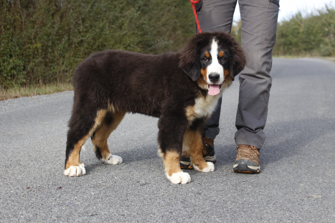 Chiot Bouvier Bernois de la Vallée de l'Hyrome