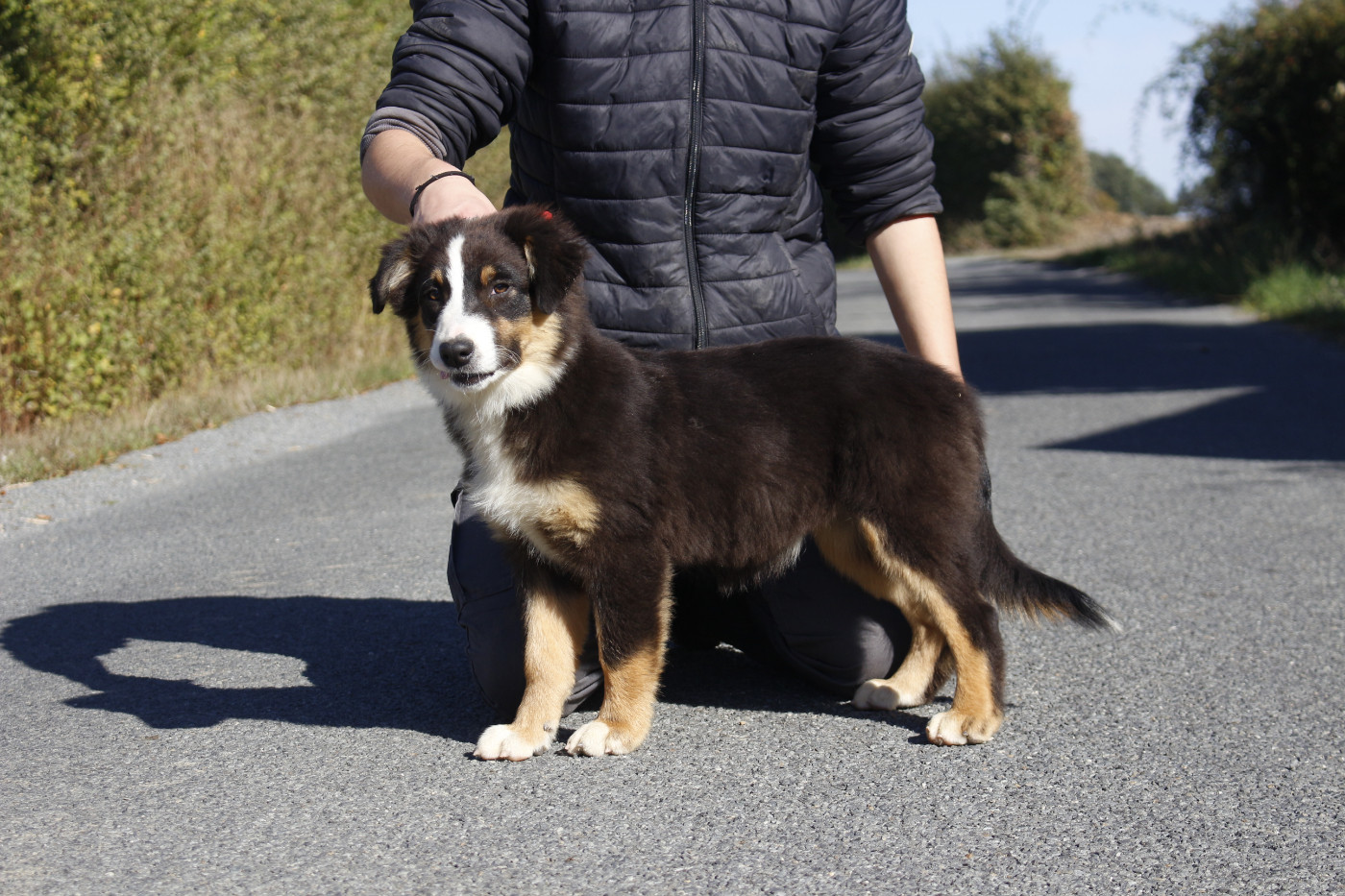 de la Vallée de l'Hyrome - Chiots disponibles - Berger Australien