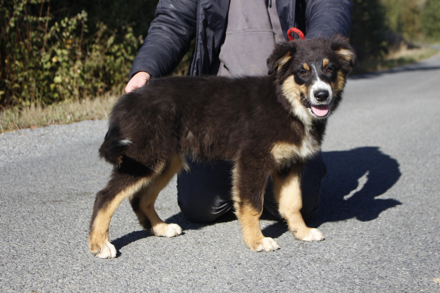 de la Vallée de l'Hyrome - Chiots disponibles - Berger Australien