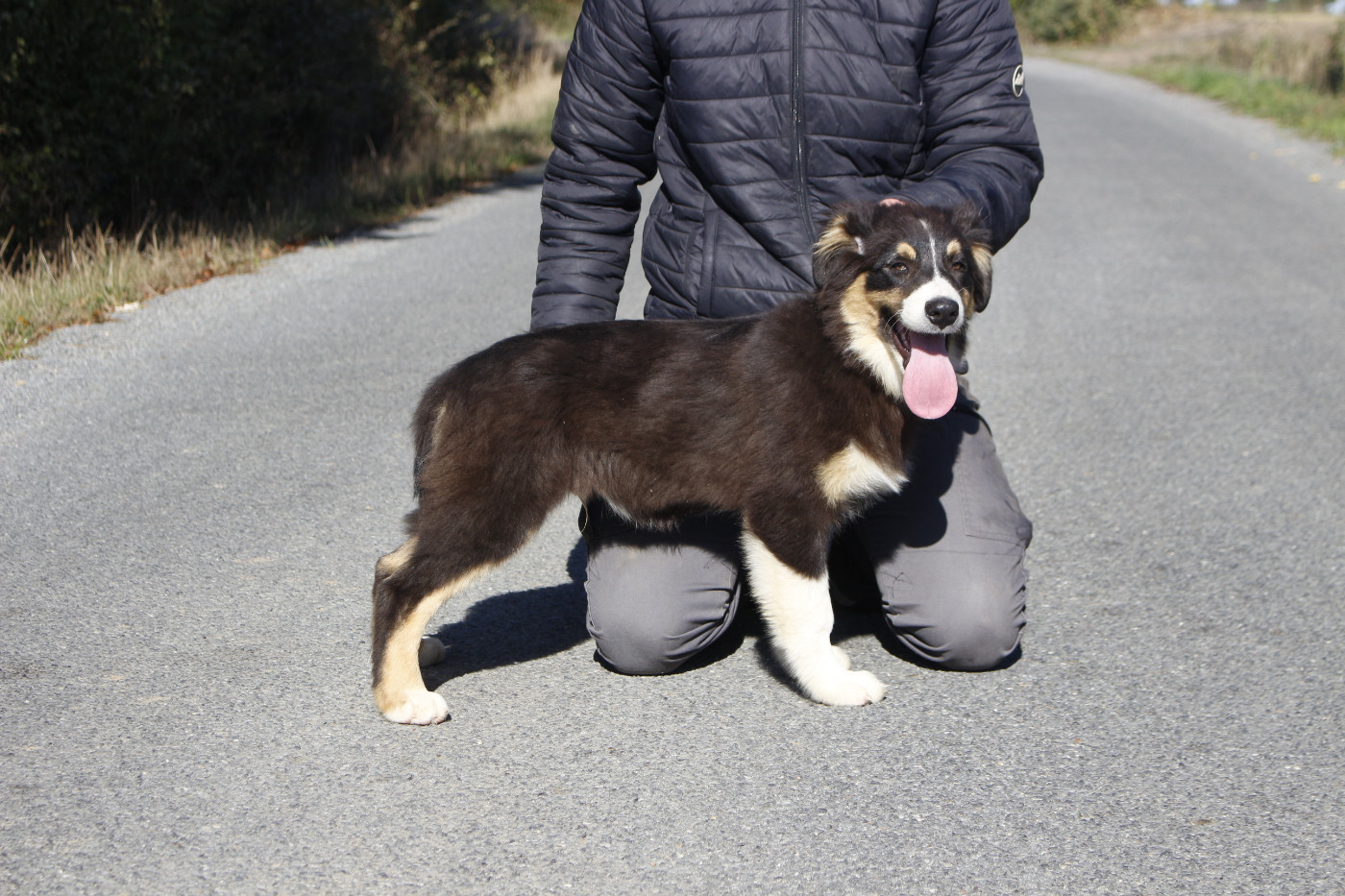 de la Vallée de l'Hyrome - Chiots disponibles - Berger Australien