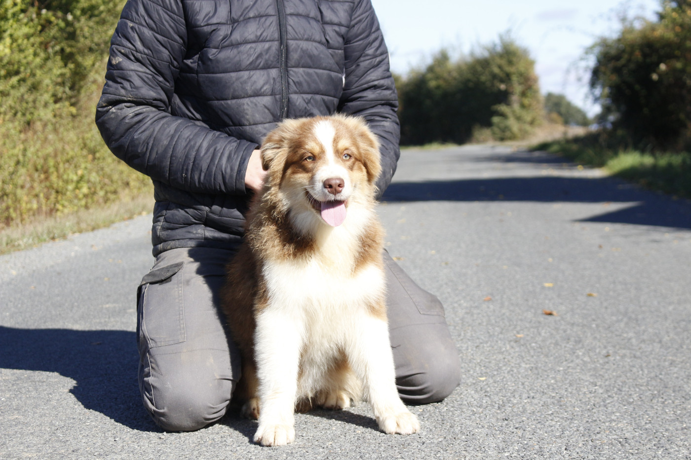 de la Vallée de l'Hyrome - Chiots disponibles - Berger Australien