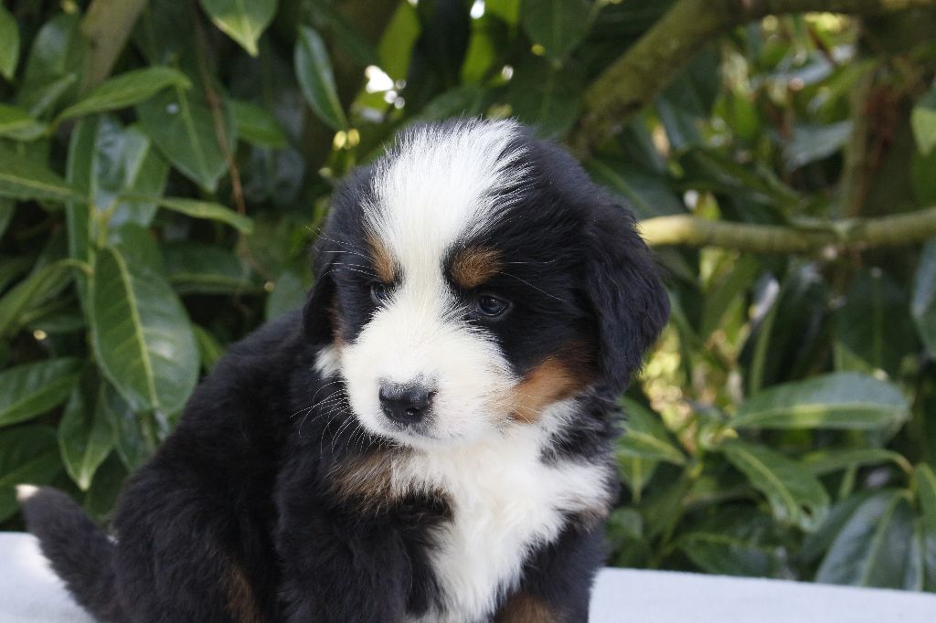 de la Vallée de l'Hyrome - Chiots disponibles - Bouvier Bernois