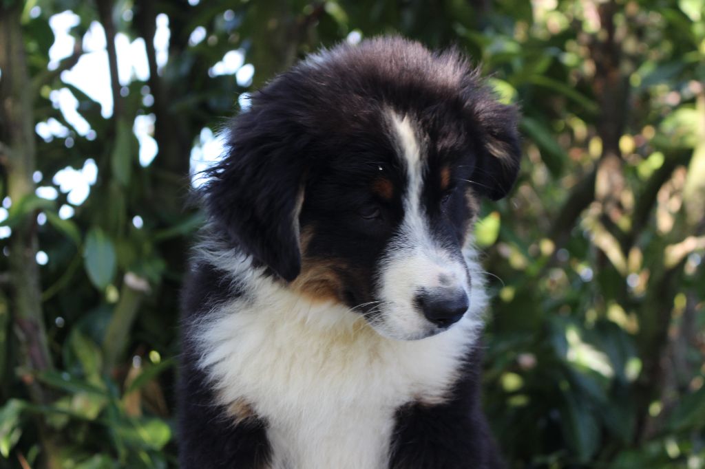 de la Vallée de l'Hyrome - Chiots disponibles - Berger Australien