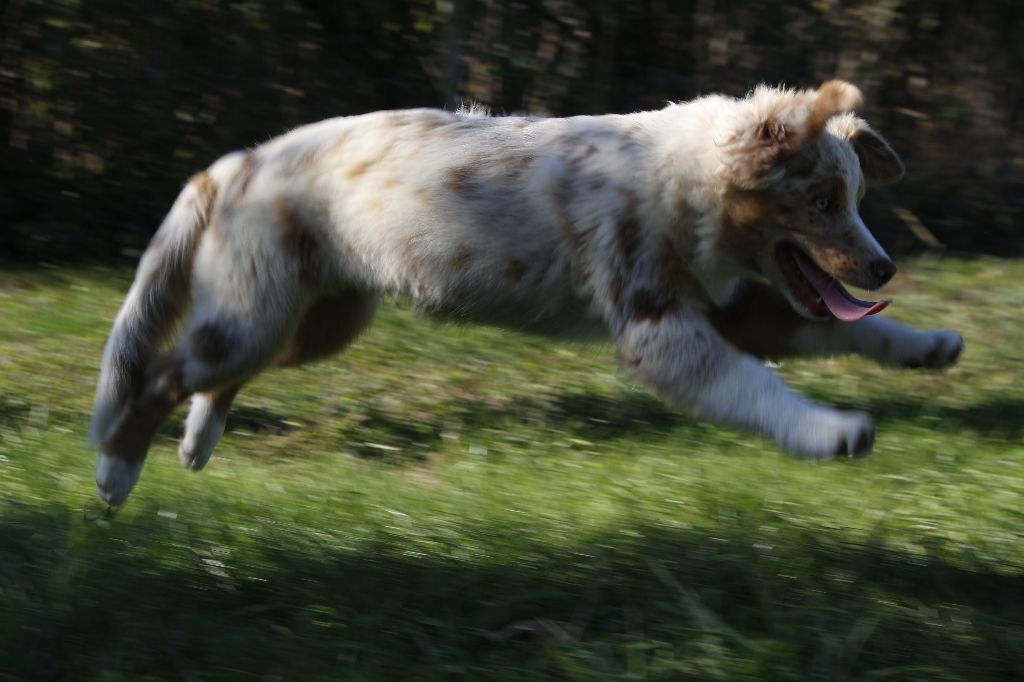 de la Vallée de l'Hyrome - Chiots disponibles - Berger Australien