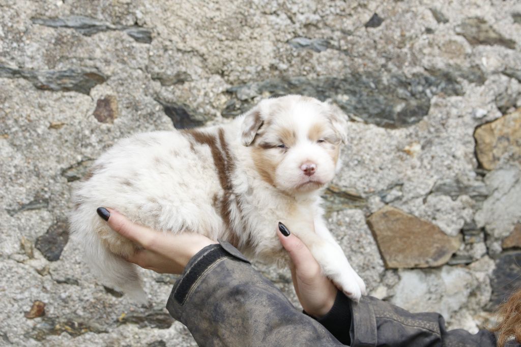 de la Vallée de l'Hyrome - Chiots disponibles - Berger Australien