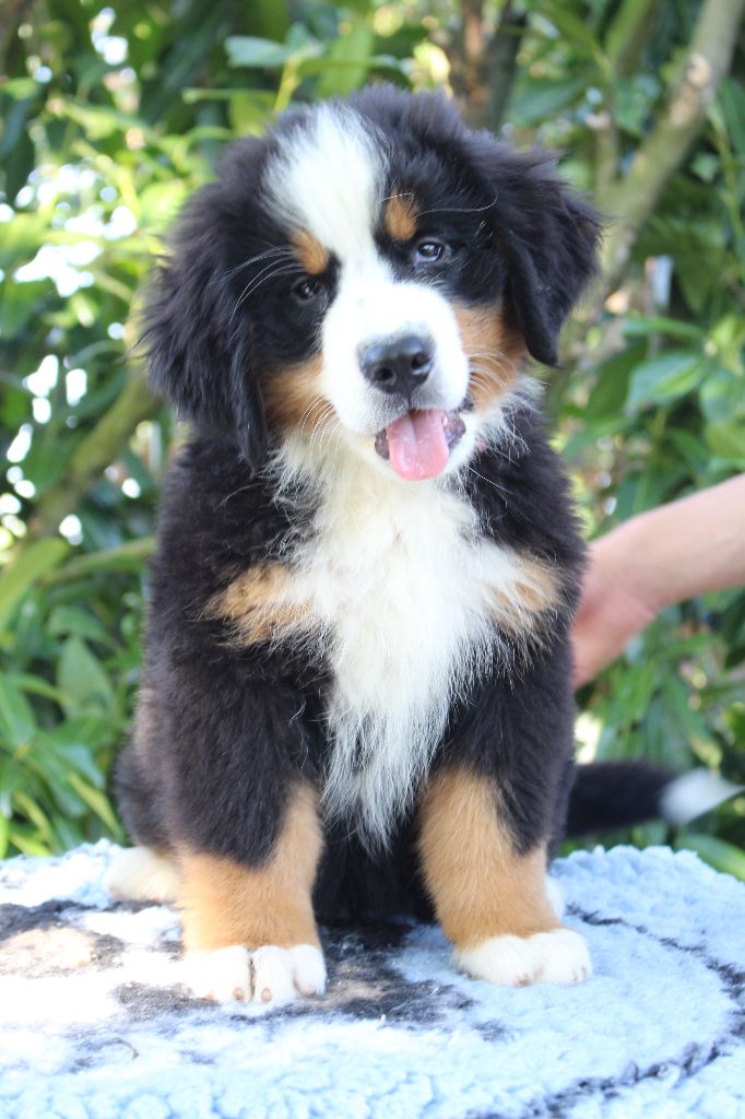 de la Vallée de l'Hyrome - Chiots disponibles - Bouvier Bernois