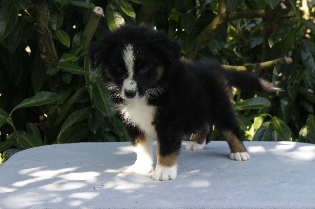 de la Vallée de l'Hyrome - Chiots disponibles - Berger Australien