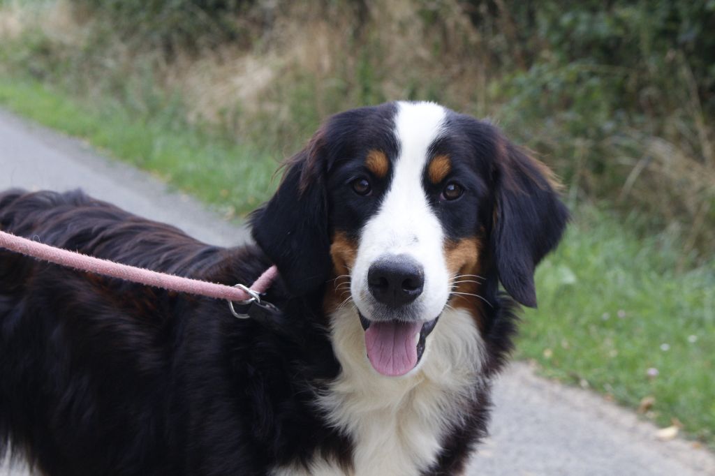 de la Vallée de l'Hyrome - Chiots disponibles - Bouvier Bernois