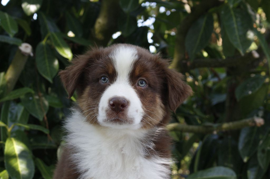 de la Vallée de l'Hyrome - Chiots disponibles - Berger Australien