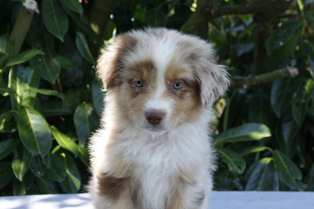 de la Vallée de l'Hyrome - Chiots disponibles - Berger Australien