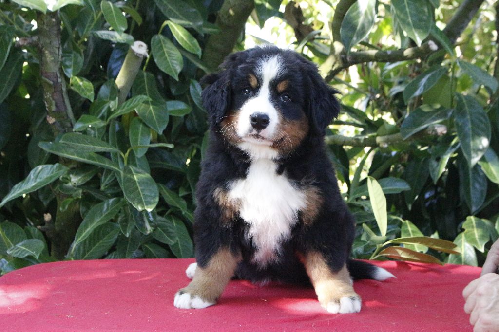 de la Vallée de l'Hyrome - Chiots disponibles - Bouvier Bernois