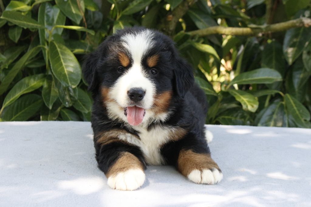 de la Vallée de l'Hyrome - Chiots disponibles - Bouvier Bernois