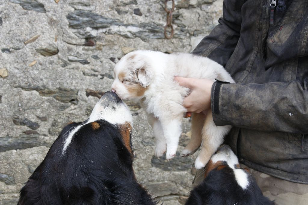 Chiot Berger Australien de la Vallée de l'Hyrome