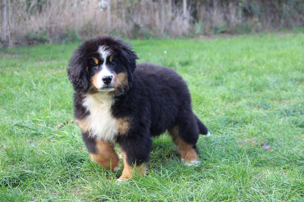 de la Vallée de l'Hyrome - Chiots disponibles - Bouvier Bernois