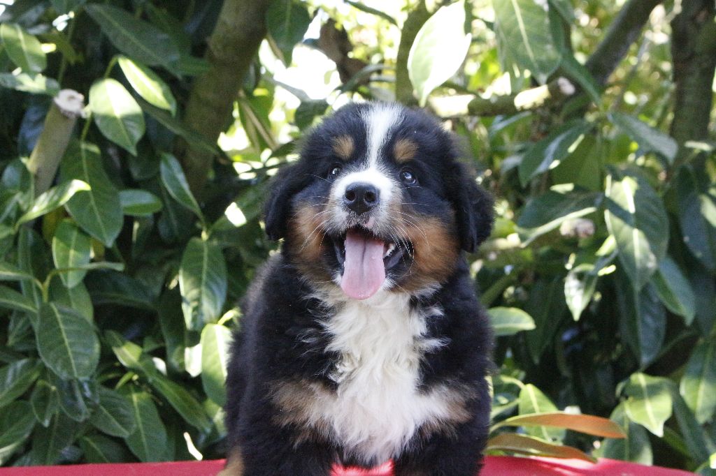 de la Vallée de l'Hyrome - Chiots disponibles - Bouvier Bernois