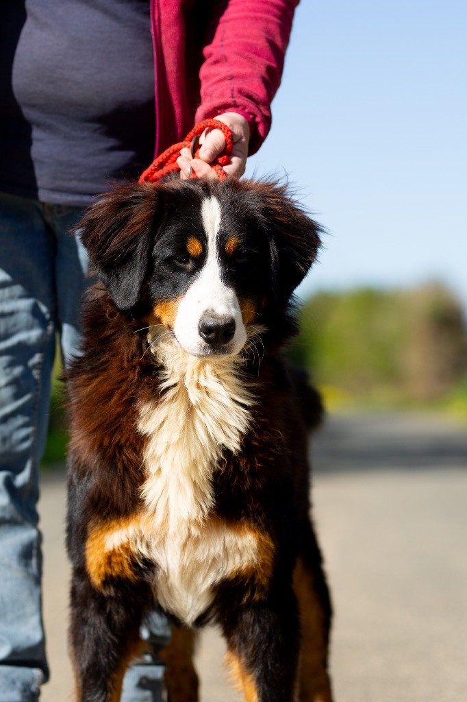 de la Vallée de l'Hyrome - Chiots disponibles - Bouvier Bernois
