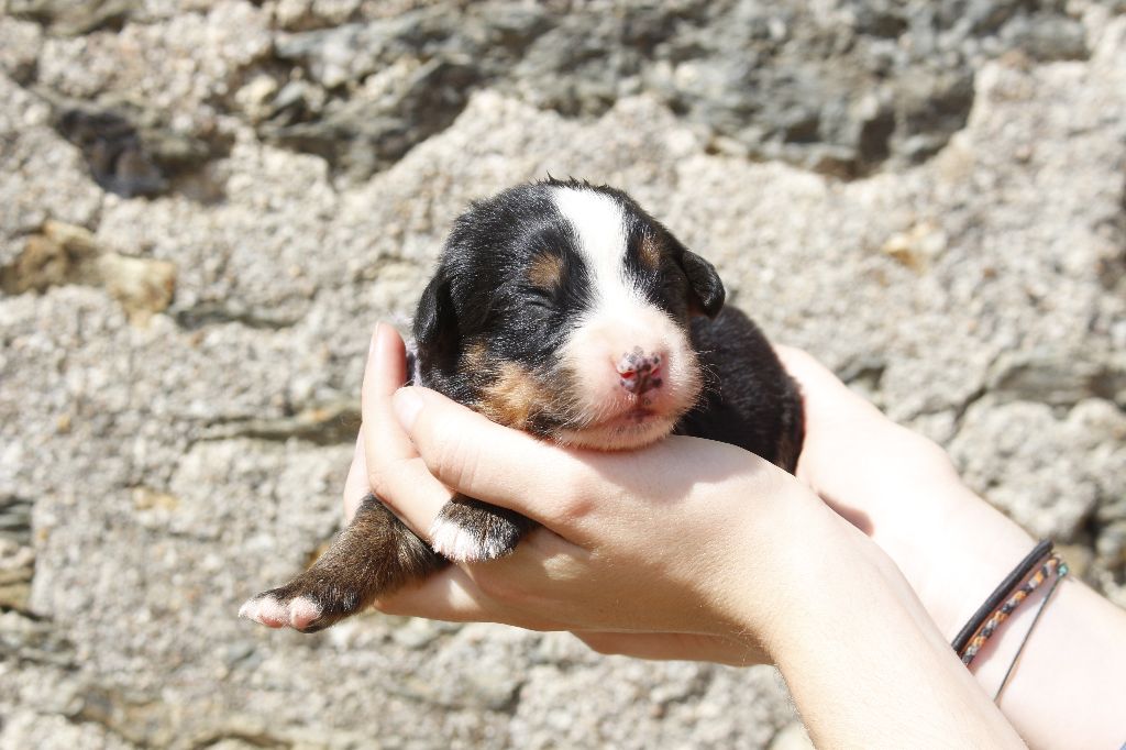 de la Vallée de l'Hyrome - Chiots disponibles - Bouvier Bernois