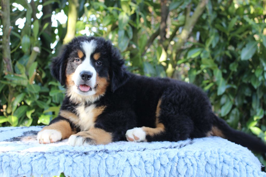 de la Vallée de l'Hyrome - Chiots disponibles - Bouvier Bernois