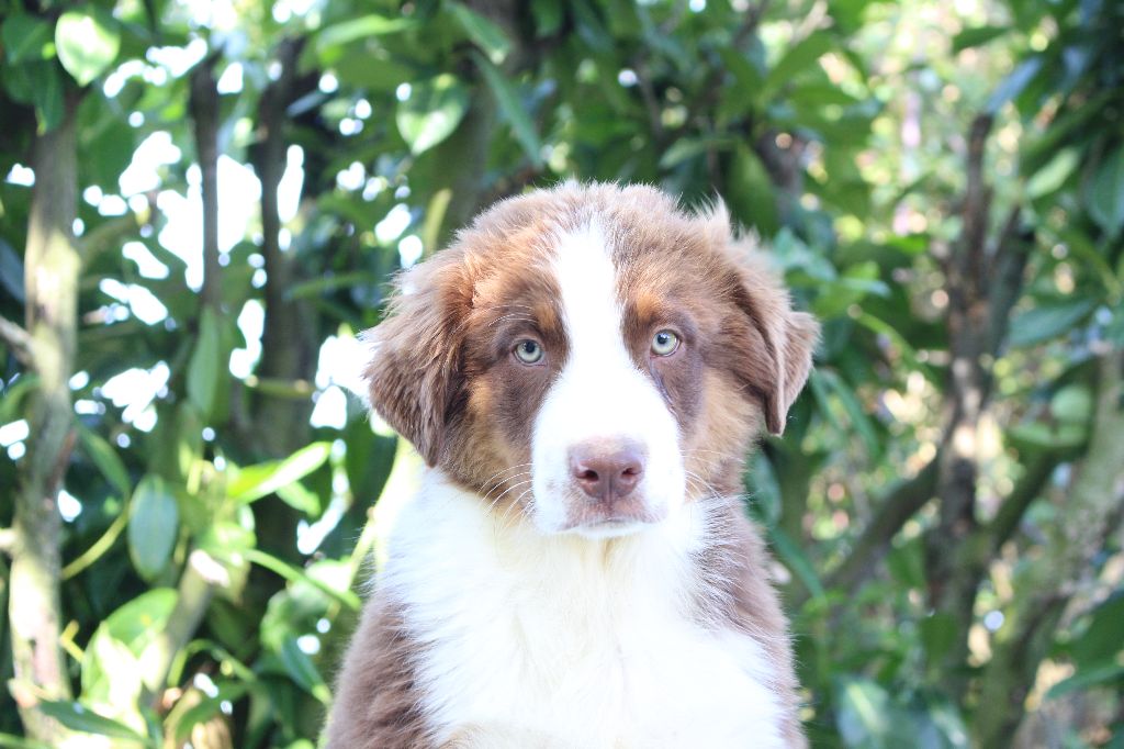 de la Vallée de l'Hyrome - Chiots disponibles - Berger Australien