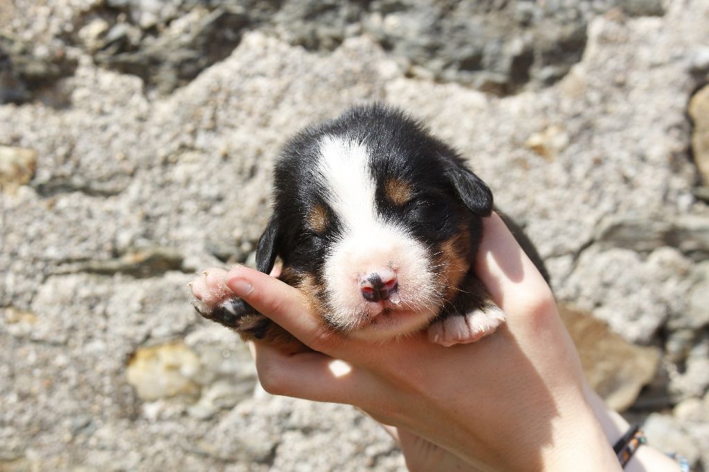 de la Vallée de l'Hyrome - Chiots disponibles - Bouvier Bernois
