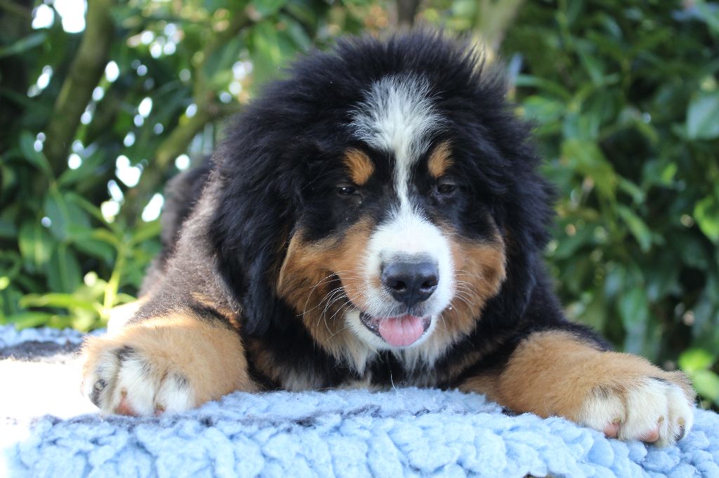 de la Vallée de l'Hyrome - Chiots disponibles - Bouvier Bernois
