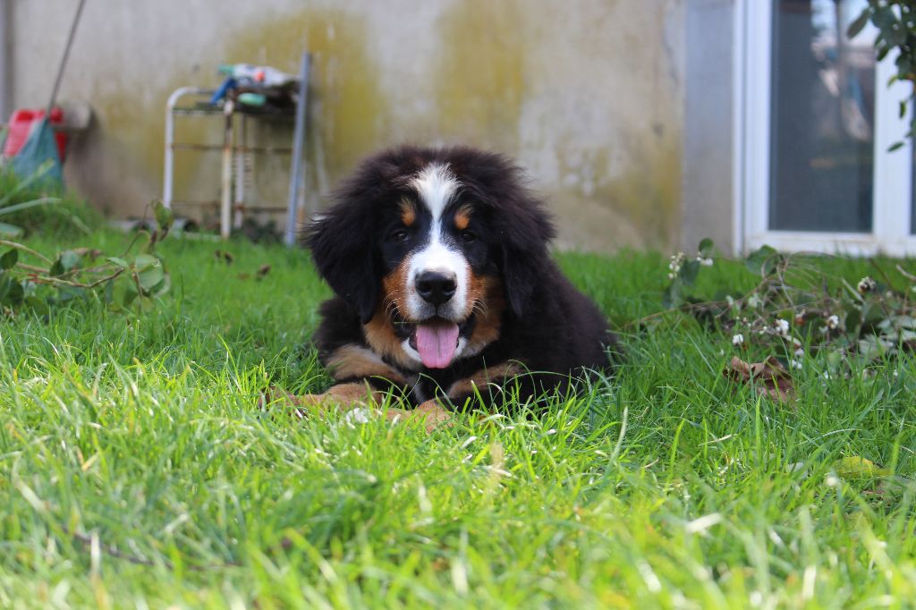 de la Vallée de l'Hyrome - Chiots disponibles - Bouvier Bernois