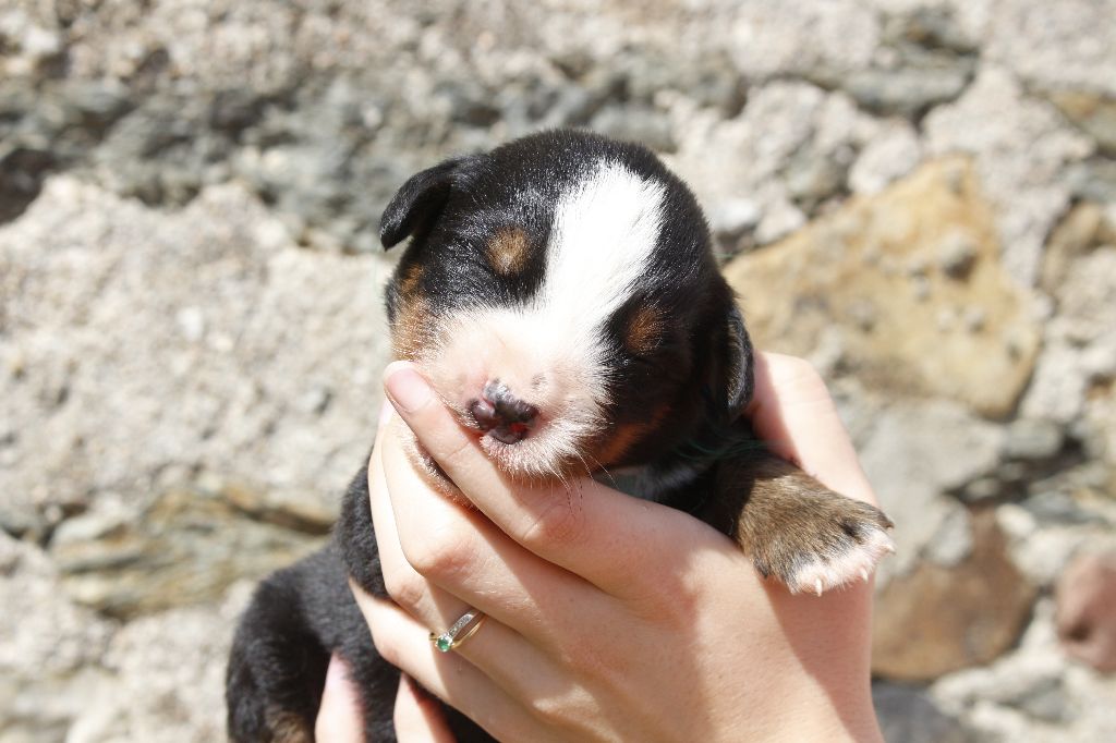 de la Vallée de l'Hyrome - Chiots disponibles - Bouvier Bernois
