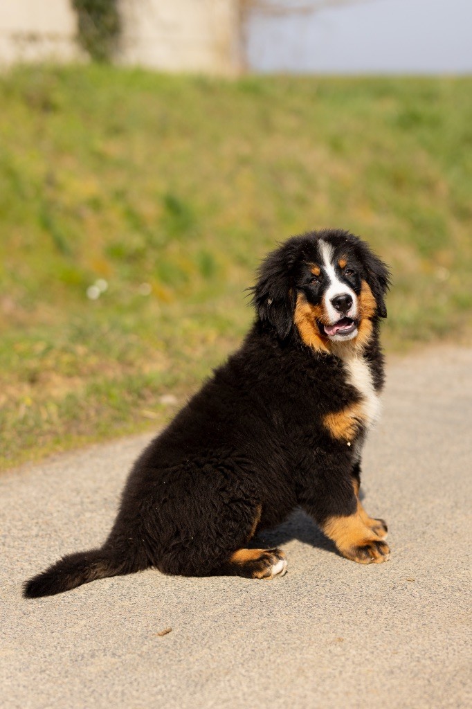 de la Vallée de l'Hyrome - Chiots disponibles - Bouvier Bernois