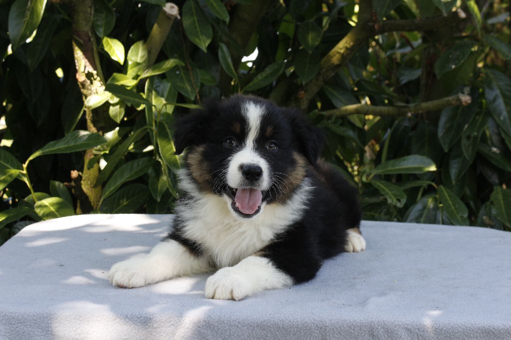 de la Vallée de l'Hyrome - Chiots disponibles - Berger Australien