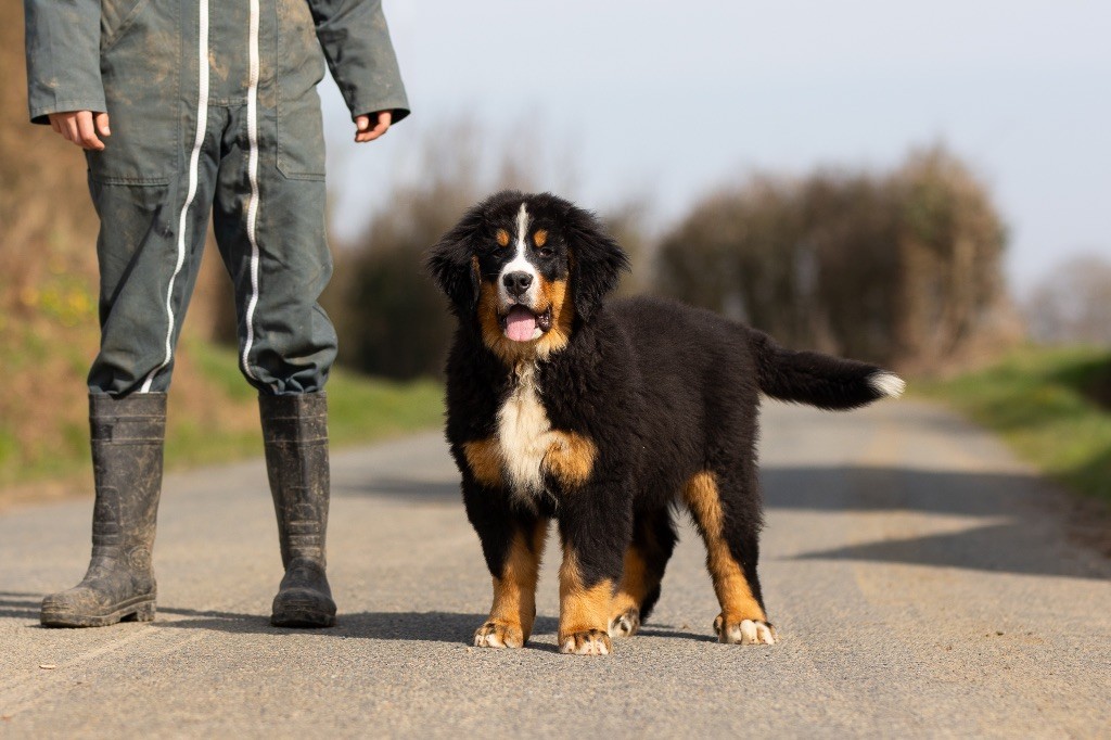 de la Vallée de l'Hyrome - Chiots disponibles - Bouvier Bernois