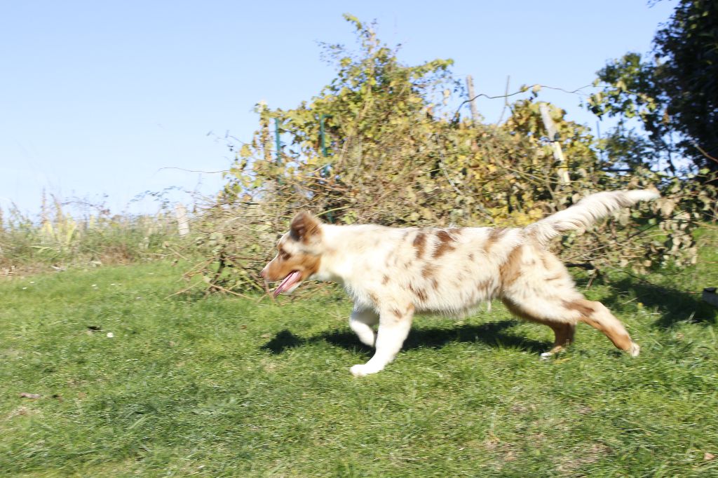 Chiot Berger Australien de la Vallée de l'Hyrome