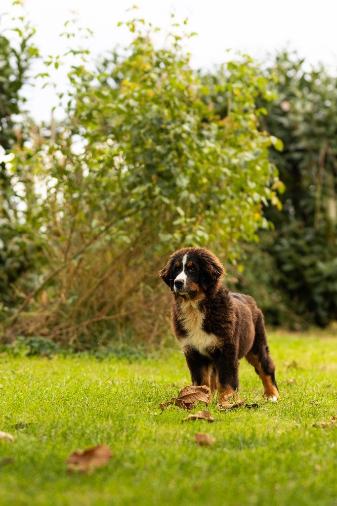 de la Vallée de l'Hyrome - Chiots disponibles - Bouvier Bernois