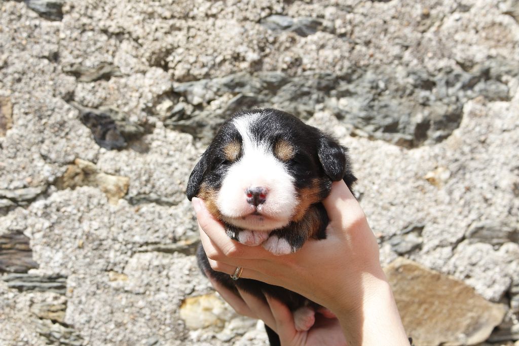 de la Vallée de l'Hyrome - Chiots disponibles - Bouvier Bernois
