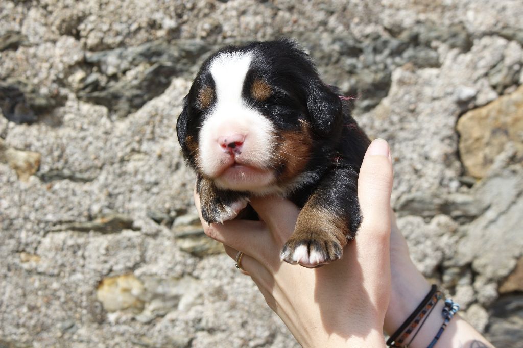 de la Vallée de l'Hyrome - Chiots disponibles - Bouvier Bernois