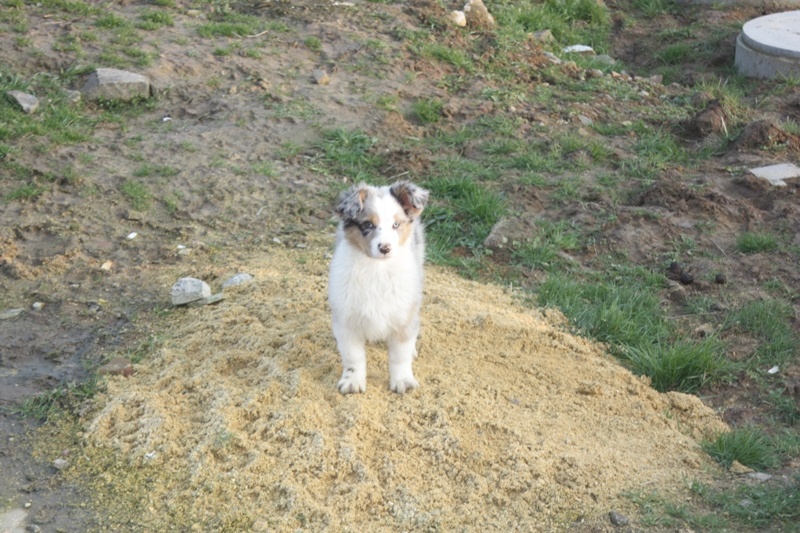 de la Vallée de l'Hyrome - Berger Australien - Portée née le 01/11/2010