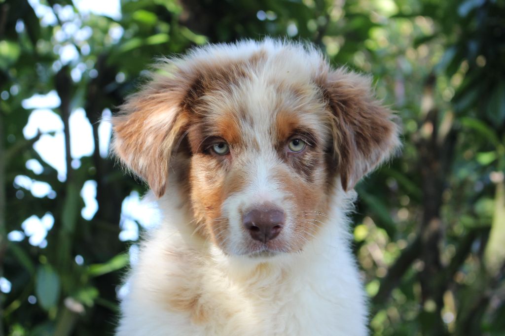 de la Vallée de l'Hyrome - Chiots disponibles - Berger Australien