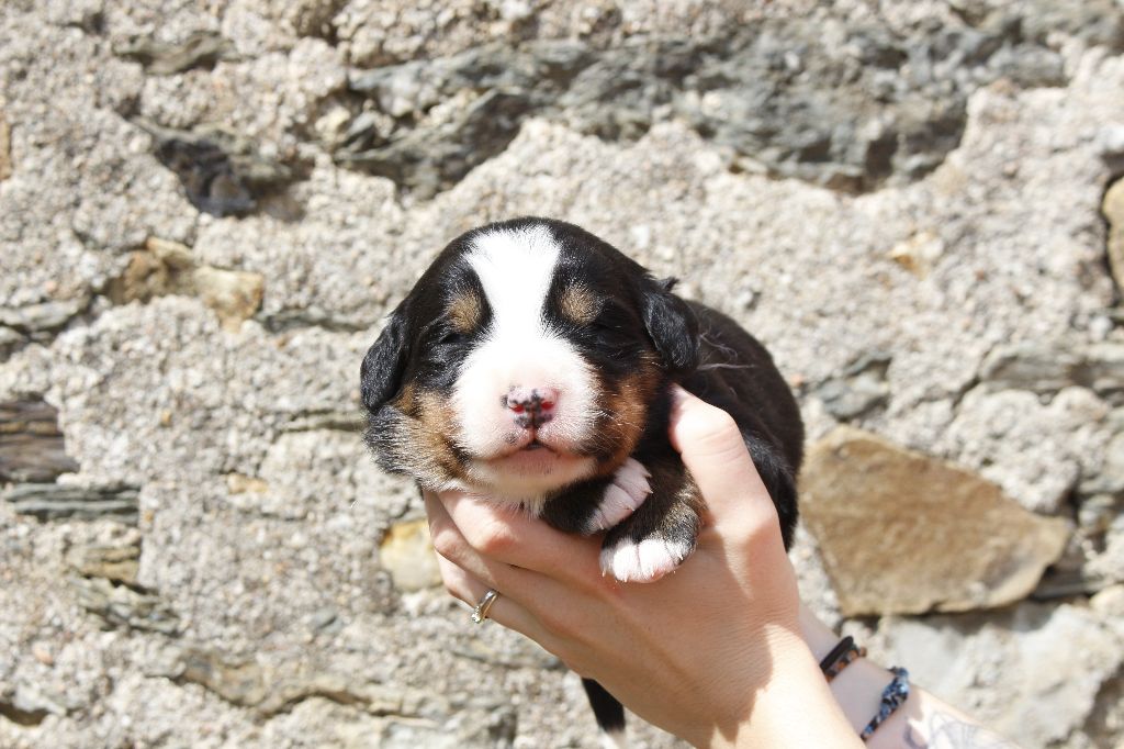 de la Vallée de l'Hyrome - Chiots disponibles - Bouvier Bernois