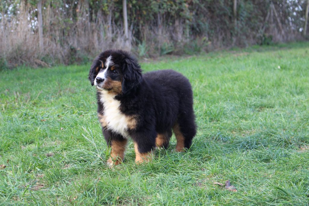 Chiot Bouvier Bernois de la Vallée de l'Hyrome