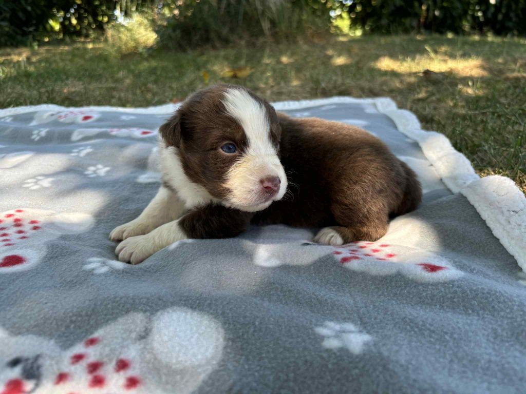 de la Vallée de l'Hyrome - Chiots disponibles - Berger Australien