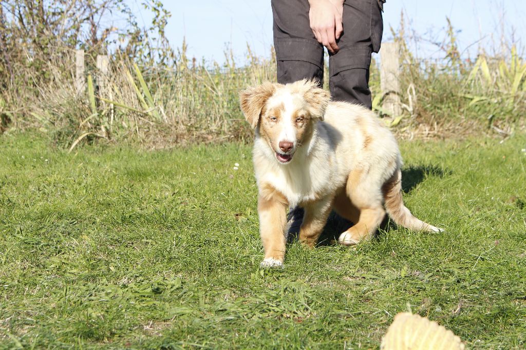 de la Vallée de l'Hyrome - Chiots disponibles - Berger Australien