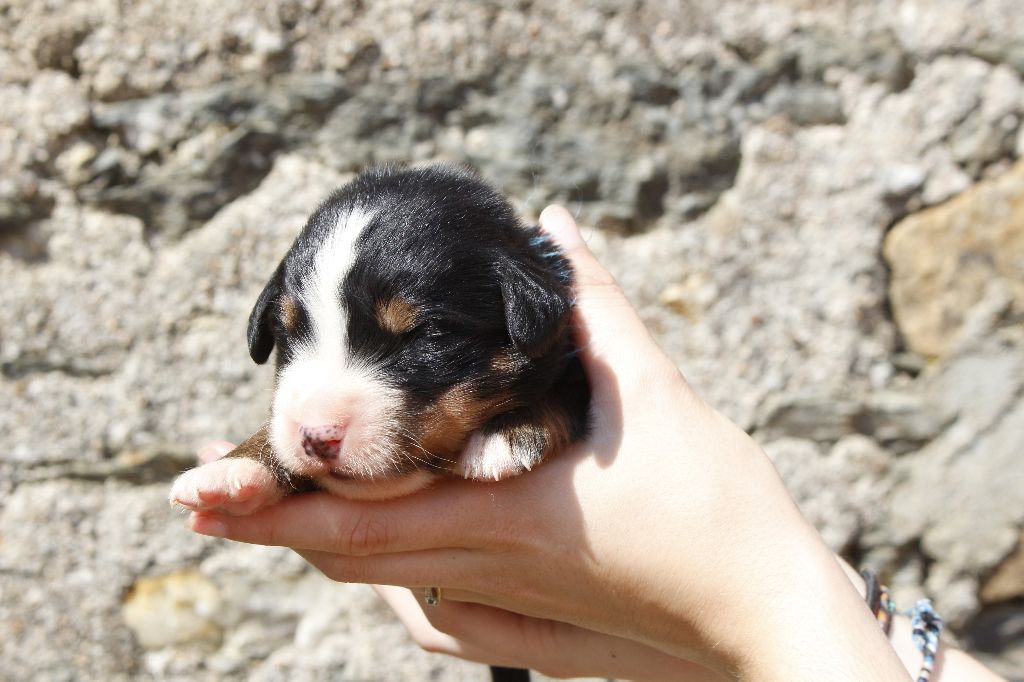 de la Vallée de l'Hyrome - Chiots disponibles - Bouvier Bernois