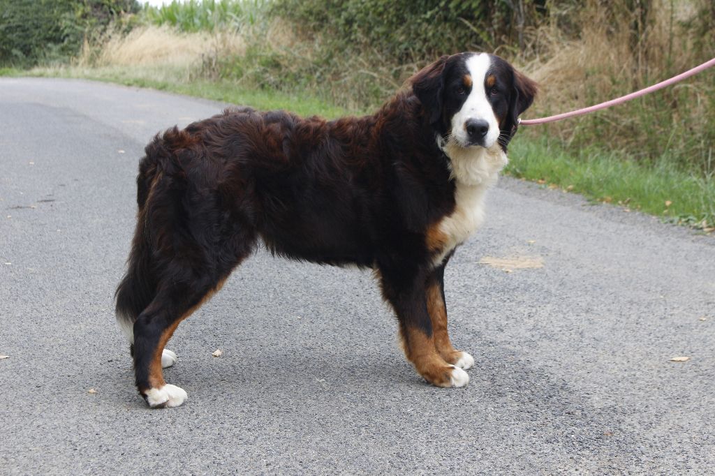 de la Vallée de l'Hyrome - Chiots disponibles - Bouvier Bernois