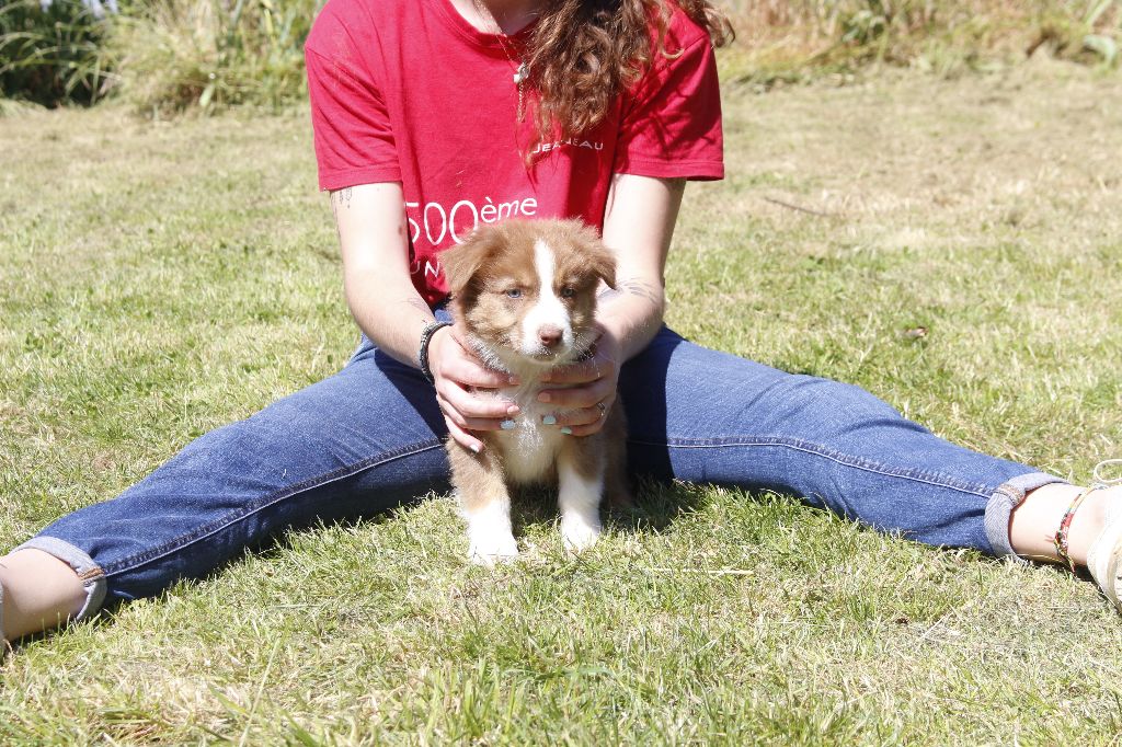de la Vallée de l'Hyrome - Chiots disponibles - Berger Australien
