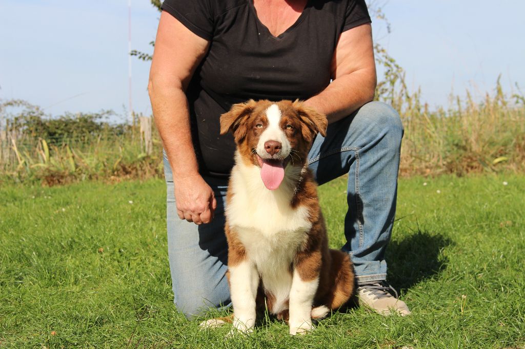 de la Vallée de l'Hyrome - Chiots disponibles - Berger Australien